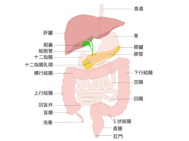 消化器内科で診る臓器